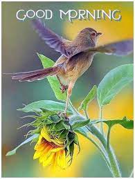 Maybe you would like to learn more about one of these? Pin By Pink Panther On Good Morning Wishes Pretty Birds Beautiful Birds Wild Birds