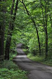 Forest Scenic Roads Country Roads Beautiful Roads