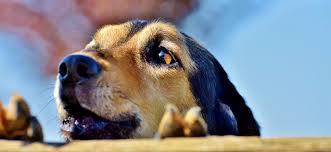 Quand on y réfléchit bien, on n'est pas loin de la maltraitance. Aboiements Excessifs 4 Systemes Efficaces Pour Les Limiter Technidog Blog