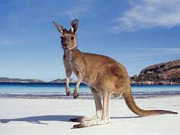 Buzzfeed editor keep up with the latest daily buzz with the buzzfeed daily newsletter! 120 Australian Trivia Quiz Questions