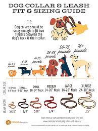 We did not find results for: How To Pick The Best Dog Collars And Leashes For Your Dog Caninejournal Com