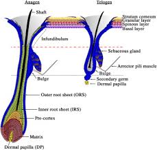 The company was established on november. What Is A Dermal Papilla Definition