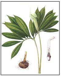 Rhiz Pinelliae Praep Ban Xia Tibia Y Toxica Seca Hu Transf Tan Y Desciende Qi Ni De Pulmon Y Estomago Tto T Plant Leaves Botanical Drawings Plants