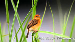 Suara pikat burung cici padi ribut suara pikat ampuh. Cici Merah Burung Penjahit Yang Memiliki Suara Khas Om Kicau