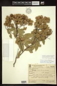 Image result for Flabellaria paniculata