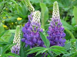 Quando concimare con i lupini macinati? Il Lupino Lupinus Piante Da Giardino Come Coltivare Il Lupino