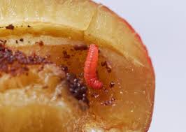 Indian meal moth, almond, raisin, tobacco, and mediterranean flour moths and cigarette beetles. Plum Fruit Moth Trap With Pheromone Lure