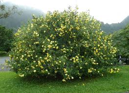 Image result for Garcinia volkensii