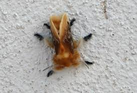 We did not find results for: Asps And Other Stinging Caterpillars Insects In The City