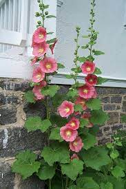 The hollyhock flower ( alcea rosea) is a genus of approximately 60 species in the family malvaceae. Hollyhocks Hollyhocks Flowers Beautiful Flowers Flower Garden