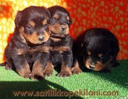 Rottweiler Bakimi 05412625843 Rottweiler Yavrulari Kopek Yavru Kopek