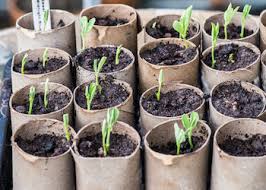 Tell students that today they will be learning how seeds grow and develop into plants with the help of soil, water, sunshine, and carbon dioxide. Growing Sweet Peas With Children Kids Grow Gardening For Children Thompson Morgan