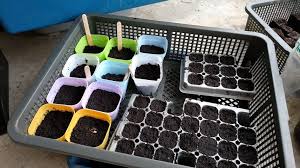 Tanaman sawi putih ini dapat ditanam pada media tanam apapun, mulai dari lahan pertanian langsung, di dalam pot dan atau di polybag. Cara Tanam Sawi Hijau Bunga Di Dalam Pasu Dari Awal Sampai Habis Kebun Bandar