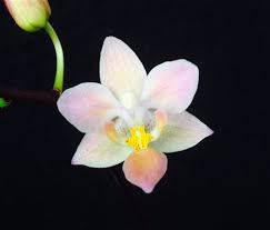 Image result for Disa equestris