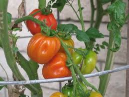 Grow tomatoes from seed (a complete step by step guide)in today's project diary video i will teach you how to grow tomatoes from seeds and show. A Unique Cherry Tomato That I Grow