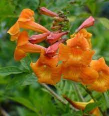 More freely flowering and larger growing in mild Orange Jubilee Esperanza Orangebells Orange Trumpet Bush Perennials All Almost Eden