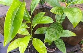 Free magic soil amendment formula: Chocolate Pudding Fruit 14cm Kalamunda Plants