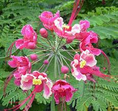 Image result for Begonia pulcherrima