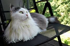 They have been documented in russia for hundreds of some have two different colored eyes, and some even have blue eyes. 8 Siberian Cat Colors Patterns With Pictures Excitedcats