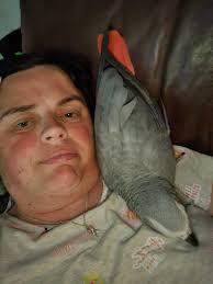 Introduction to Omelet the Rhode Island Red Chicken