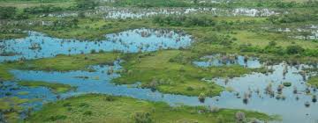 The florida everglades massive wetland system in the united states saw 1.7 billion gallons of fresh water flushed from it daily and pumped into the. The Power Of Wetlands Saving Earth Encyclopedia Britannica