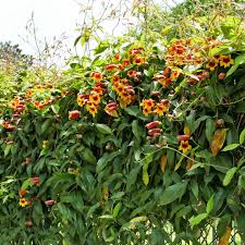 Image result for Bignonia capreolata