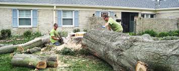 Many people believe they need to. Huge Tree In Caboolture Residents Front Yard Being Lopped And Mulched By The Caboolture Tree Removal Crew Tree Lopping Tree Removal Palm Tree Removal