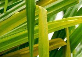 More than 20 species of yucca exist. Yucca Plant Yellowing Why Are Yucca Plant Leaves Turning Yellow