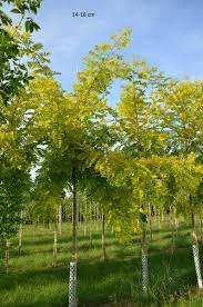 A tree found in africa that talks to other akazie trees and sends off a fowl smelling and fowl tasting fume that occasionally kills giraffes(: Grossen Baum Kaufen Hier Goldakazie Goldrobinie Lieferung