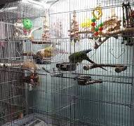 HappyBird Gift Voucher – The Perfect Present for Feathered Friends - 10,00 $