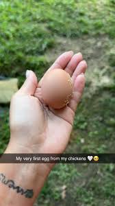 Our Hens laid their 1st egg. 🥚🐔