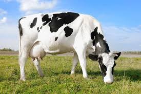 On Vigorous Kikuyu Pastures Alone Dairy Cows Can Produce Over 15 Litres Of Milk Daily While Beef Animals Can Yield Over 400kg Of Live Weigh Animals Cow Cattle