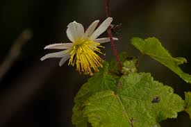 Image result for Sparrmannia ricinocarpa
