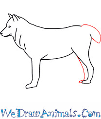 A wolf is usually considered having the character of intelligence and loyalty. How To Draw A Wolf