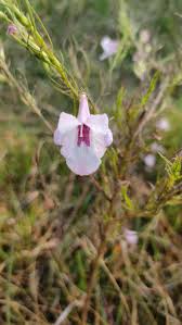 Image result for Sesamum alatum