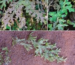 Image result for Selaginellaceae