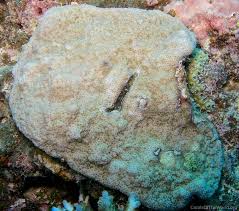 Image result for Subularia monticola