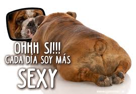 Resultado de imagen de PERROS GRACIOSOS