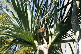 Image result for Pandanus utilis