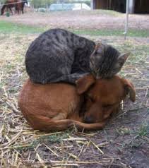 Dogs Sitting On Cats Animals Friendship Cute Animals Animals Friends