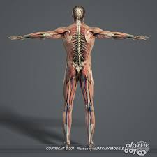 3d Model Anatomy Male And Female Complete Pack In 2020 Female Anatomy Human Anatomy Model Body Anatomy