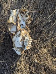 I haven't seen any posts about this, but just in case someone was looking  but used flyers only but were too far north of me for me to see: Did  anybody lose