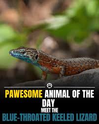 Image result for Isoglossa pawekiae