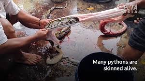 Breaking Footage: Pythons Skinned Alive in Indonesia for Snakeskin  Accessories