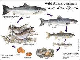 Salmon Life Cycle Atlantic Salmon Salmon Life Cycles