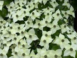 Image result for Cornus