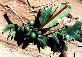 Image result for Diospyros mespiliformis