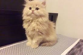 Cream Doll Face Persian Kitten Instagram Com Dollfacemadison Persian Cat Doll Face Kittens Cutest Cats