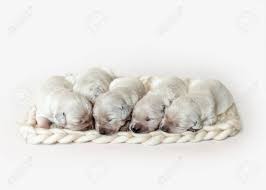White politician forgets to switch accounts, starts commenting as a black trump supporter. Closeup Of Cute Fluffy Newborn Golden Retriever Puppies Sleeping Stock Photo Picture And Royalty Free Image Image 115187695