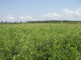 Image result for Eriosema laurentii